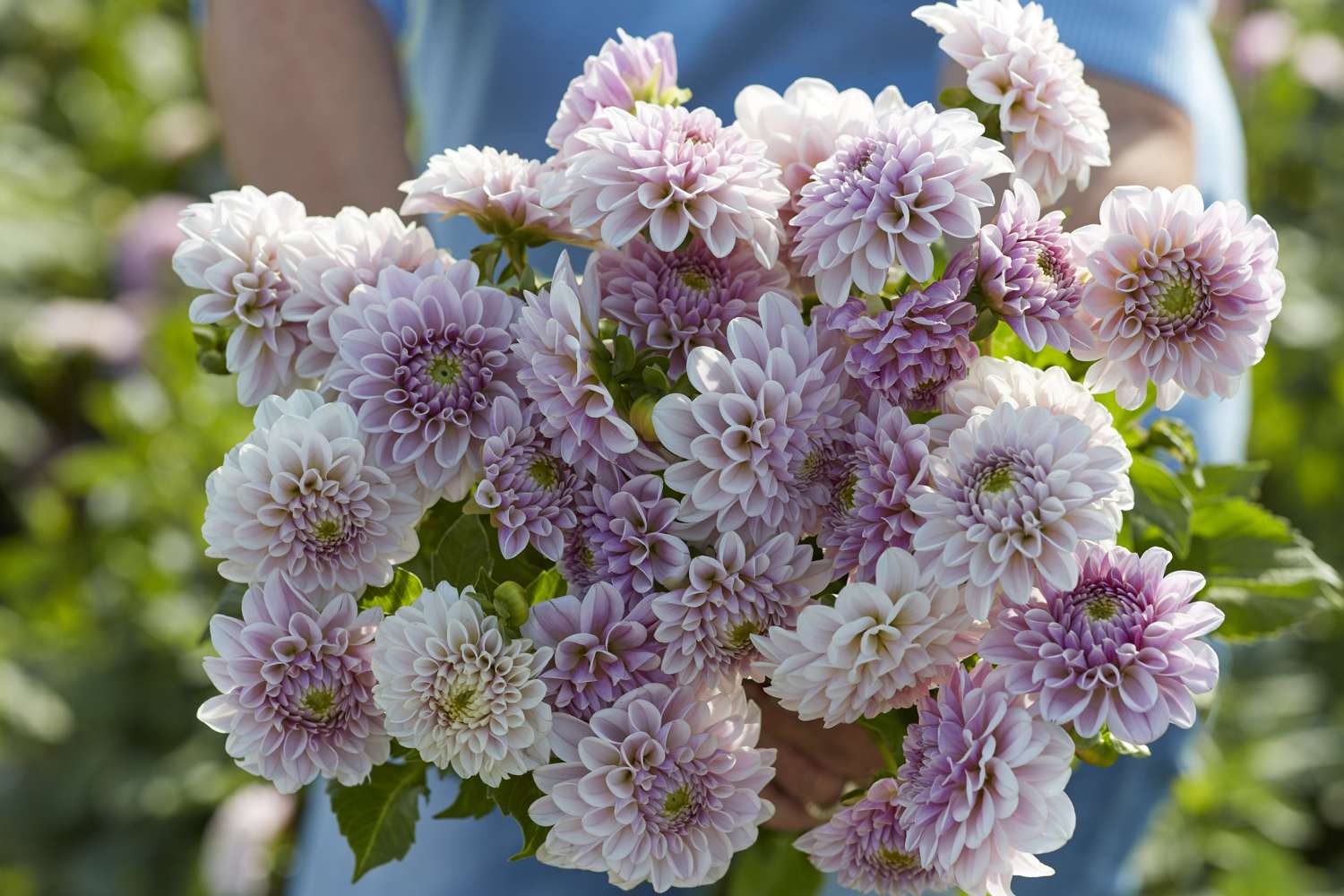 Daalia 'Pink Silk'